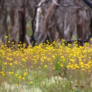 Craspedia sp. at Cotter River, ACT - 12 Dec 2020