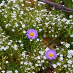 Brachyscome sp. (Cut-leaf Daisy) at Cotter River, ACT - 12 Dec 2020 by MB