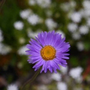 Brachyscome sp. at Cotter River, ACT - 12 Dec 2020