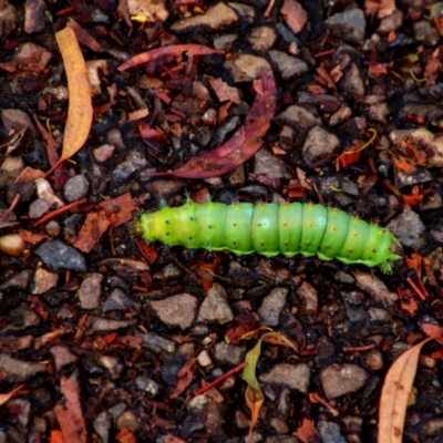 Opodiphthera eucalypti (Emperor Gum Moth) at Campbell, ACT - 22 Dec 2020 by MB