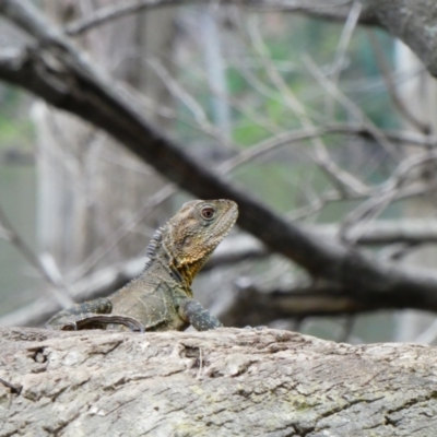 Intellagama lesueurii howittii (Gippsland Water Dragon) at Tallowal, NSW - 26 Dec 2020 by MB