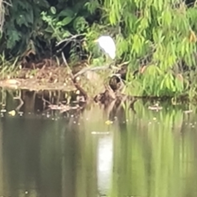 Ardea alba (Great Egret) at Bamaga, QLD - 26 Jul 2024 by Mike