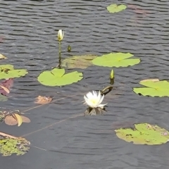 Nymphaea sp. at Bamaga, QLD - 26 Jul 2024 by Mike