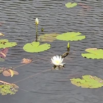 Nymphaea sp. (Waterlily) at Bamaga, QLD - 26 Jul 2024 by Mike