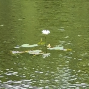 Nymphaea sp. at Bamaga, QLD - 26 Jul 2024 04:11 PM