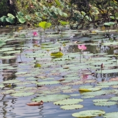 Unidentified Marine Water Plant at Marrakai, NT - 26 Jul 2024 by AliClaw