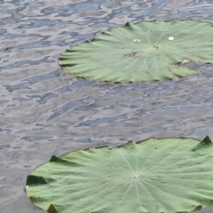 Unverified Lily or Iris at Marrakai, NT - 26 Jul 2024 by AliClaw