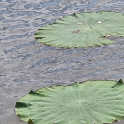 Unidentified Lily or Iris at Marrakai, NT - 26 Jul 2024 by AliClaw