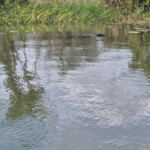 Crocodylus porosus at Marrakai, NT - 26 Jul 2024 03:15 PM