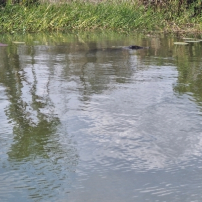 Crocodylus porosus (Saltwater Crocodile, Estuarine Crocodile) at Marrakai, NT - 26 Jul 2024 by AliClaw