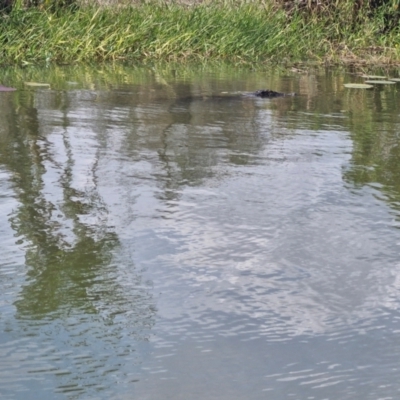 Crocodylus porosus at Marrakai, NT - 26 Jul 2024 by AliClaw