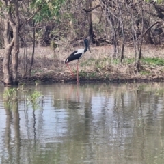 Ephippiorhynchus asiaticus (Black-necked Stork) at Marrakai, NT - 26 Jul 2024 by AliClaw