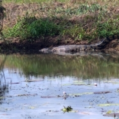 Crocodylus porosus at Marrakai, NT - 26 Jul 2024 by AliClaw