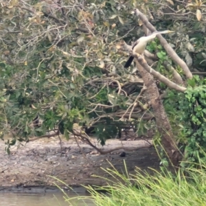 Anhinga novaehollandiae at Point Stuart, NT - 26 Jul 2024 01:21 PM