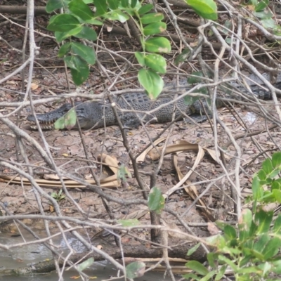 Crocodylus porosus at Marrakai, NT - 26 Jul 2024 by AliClaw