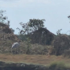 Grus rubicunda (Brolga) at Marrakai, NT - 26 Jul 2024 by AliClaw