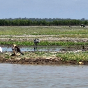 Grus rubicunda at Marrakai, NT - 26 Jul 2024 12:41 PM