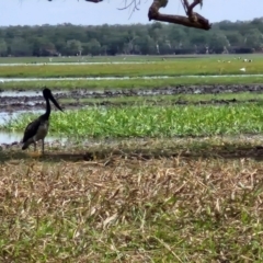 Ephippiorhynchus asiaticus (Black-necked Stork) at Marrakai, NT - 26 Jul 2024 by AliClaw