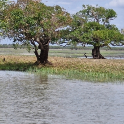 Ephippiorhynchus asiaticus (Black-necked Stork) at Marrakai, NT - 26 Jul 2024 by AliClaw