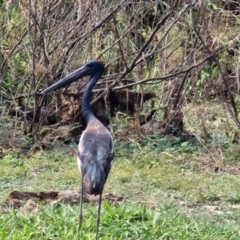 Ephippiorhynchus asiaticus (Black-necked Stork) at Marrakai, NT - 26 Jul 2024 by AliClaw