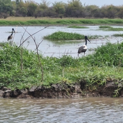 Ephippiorhynchus asiaticus (Black-necked Stork) at Marrakai, NT - 26 Jul 2024 by AliClaw