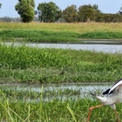 Ephippiorhynchus asiaticus (Black-necked Stork) at Marrakai, NT - 26 Jul 2024 by AliClaw