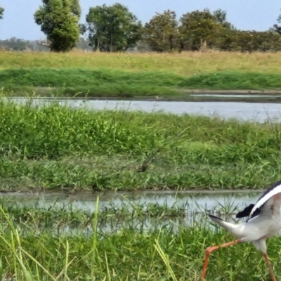 Ephippiorhynchus asiaticus (Black-necked Stork) at Marrakai, NT - 26 Jul 2024 by AliClaw