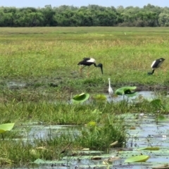 Ephippiorhynchus asiaticus (Black-necked Stork) at Marrakai, NT - 26 Jul 2024 by AliClaw