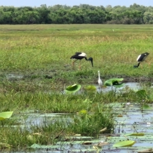 Ephippiorhynchus asiaticus at Marrakai, NT - 26 Jul 2024