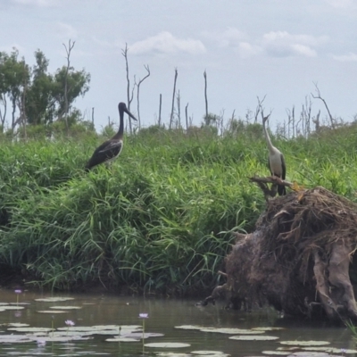 Ephippiorhynchus asiaticus (Black-necked Stork) at Marrakai, NT - 26 Jul 2024 by AliClaw