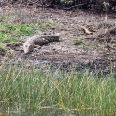 Crocodylus porosus (Saltwater Crocodile, Estuarine Crocodile) at Marrakai, NT - 26 Jul 2024 by AliClaw