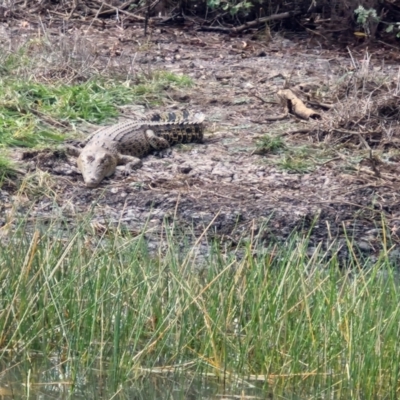 Crocodylus porosus at Marrakai, NT - 26 Jul 2024 by AliClaw