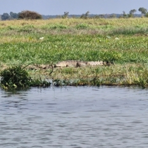 Crocodylus porosus at Point Stuart, NT - 26 Jul 2024 10:35 AM