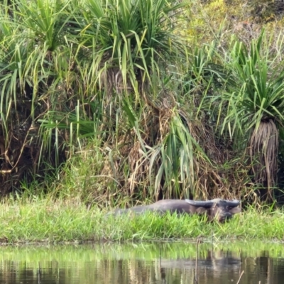 Bubalus bubalis (Feral Water Buffalo) at Marrakai, NT - 26 Jul 2024 by AliClaw