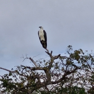 Haliaeetus leucogaster at Marrakai, NT - 26 Jul 2024 08:51 AM