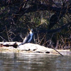 Microcarbo melanoleucos (Little Pied Cormorant) at Fyshwick, ACT by MB