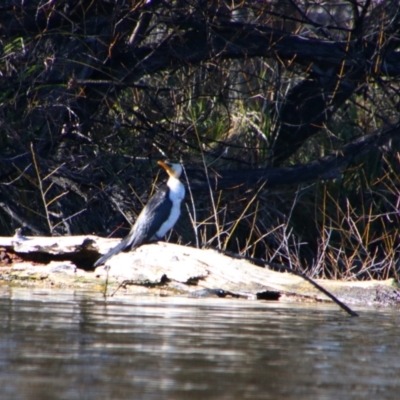 Microcarbo melanoleucos (Little Pied Cormorant) at Fyshwick, ACT - 25 Jul 2024 by MB