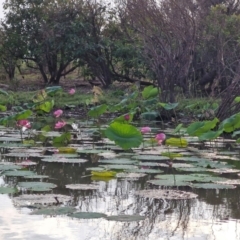 Nelumbo nucifera (Lotus, Sacred Lotus) at Marrakai, NT - 25 Jul 2024 by AliClaw