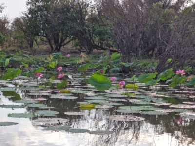 Nelumbo nucifera (Lotus, Sacred Lotus) at Marrakai, NT - 25 Jul 2024 by AliClaw