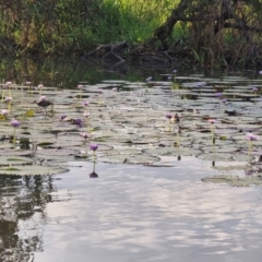 Irediparra gallinacea (Comb-crested Jacana) at Marrakai, NT - 25 Jul 2024 by AliClaw