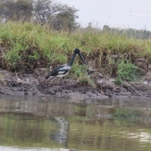 Ephippiorhynchus asiaticus at Marrakai, NT - 26 Jul 2024