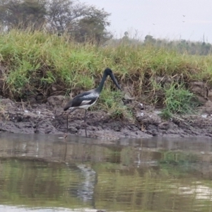 Ephippiorhynchus asiaticus at Marrakai, NT - suppressed