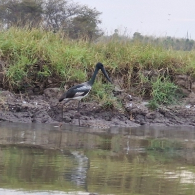 Ephippiorhynchus asiaticus (Black-necked Stork) at Marrakai, NT - 25 Jul 2024 by AliClaw