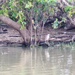 Nycticorax caledonicus at Marrakai, NT - 26 Jul 2024 08:05 AM