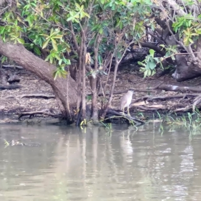 Nycticorax caledonicus (Nankeen Night-Heron) at Marrakai, NT - 25 Jul 2024 by AliClaw