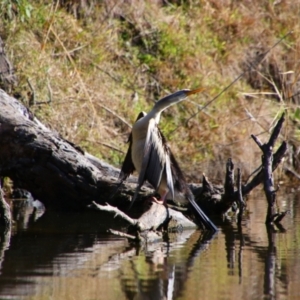 Anhinga novaehollandiae at Fyshwick, ACT - 26 Jul 2024 10:37 AM