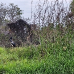 Ephippiorhynchus asiaticus (Black-necked Stork) at Point Stuart, NT - 25 Jul 2024 by AliClaw