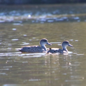 Anas gracilis at Fyshwick, ACT - 26 Jul 2024