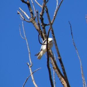 Elanus axillaris (Black-shouldered Kite) at Fyshwick, ACT by MB