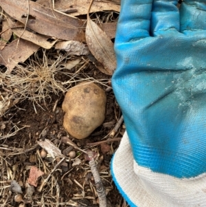 Scleroderma sp. at Hughes, ACT - 23 Jul 2024